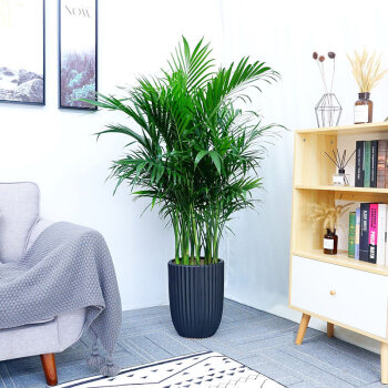盆栽办公室客厅植物大型绿植凤尾竹植物花卉室除甲醛植物 富贵椰子