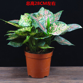 吉利红如意皇后盆栽植物办公室内客厅花卉大如意皇后原盆带盆栽好