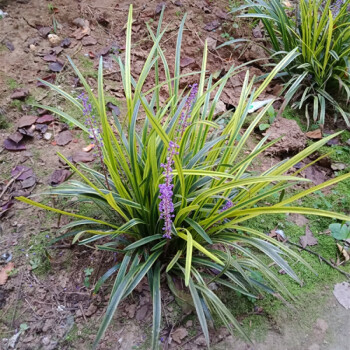 矮麦冬矮麦冬草玉龙草庭院别墅绿地被植物细叶麦冬矮麦冬草苗f1金边