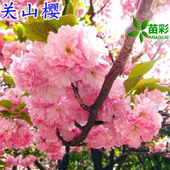 苗彩园艺 樱花树苗日本樱花苗嫁接樱花小苗工程绿化树苗庭院观赏花苗