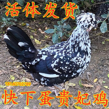快下蛋贵妃鸡活体 散养土鸡 月子贵妃母鸡 芦花鸡五黑鸡 包活到家