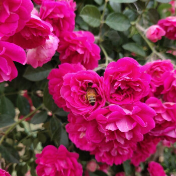 爬腾花四季开花甜蜜红木香花苗庭院阳台爬藤植物盆栽地栽月季蔷薇科