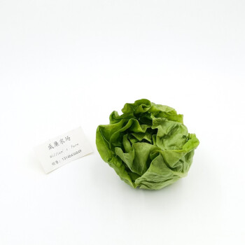 波士顿生菜特菜生菜新鲜蔬菜500克butterheadlettucegreen500g