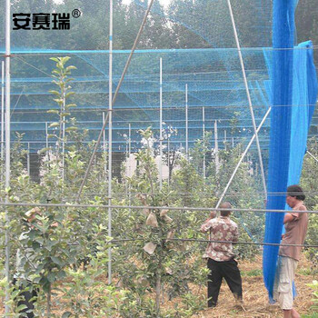 安赛瑞 防鸟网 果树果园防鸟网防护罩 2cm×2cm网眼蓝色强力防鸟网 长约18×36m 530019