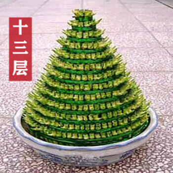 宝塔富贵竹水养竹塔步步高升大竹塔转运竹子办公室客厅大型富贵竹十三