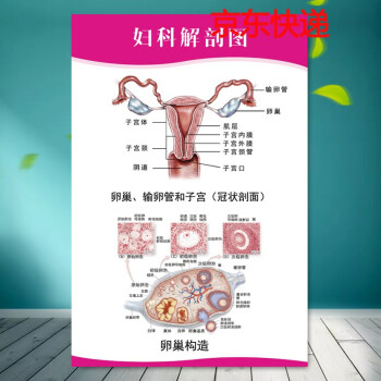 医院诊所海报挂图人体器官贴纸女性生殖器结构图解妇科器官解剖画02