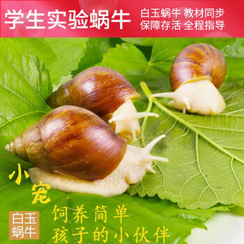 凯阅宠物白玉蜗牛活体学生科学实验观察套装巨型大蜗牛宠物美容观赏褐