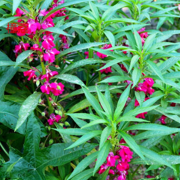 凤仙花种子 别名 指甲花种子 凤仙透骨草 一年生草花 民间常用其花及