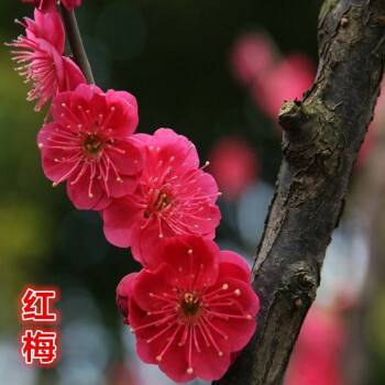 黄花腊梅庭院花卉盆栽植物腊梅花树苗耐寒浓香阳台植物红色梅花8岁