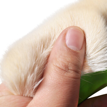 兰诗（LAUTEE）DS-510 聚酯漆刷 绿色柄羊毛刷 油漆刷清洁刷灰尘刷子 5寸10个装