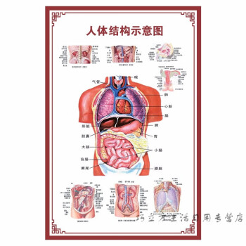 人体内脏解剖系统示意图医院海报人体结构图24寸40x60cm