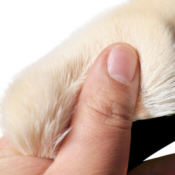 兰诗（LAUTEE）DS-A200 聚酯漆刷 羊毛刷 油漆刷清洁刷子乳胶涂料刷 2寸A型20个装