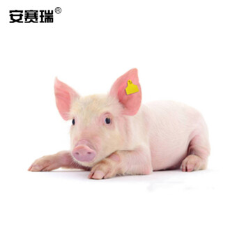 安赛瑞 猪耳标（无字）猪耳标号牌猪用耳号标识养猪用品猪用耳标免疫耳牌 4.2cm×5cm 蓝色 100套 530065