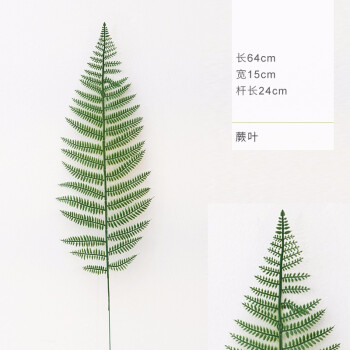 蕨叶【图片 价格 品牌 报价-京东
