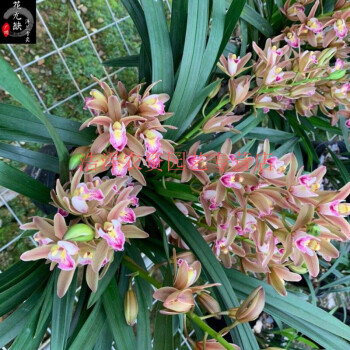 兰花苗带花苞浓香建兰台北小姐好养绿植花卉盆栽汉城公主无花不含盆