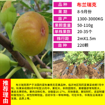 地栽果树盆栽新鲜苗特大果树苗无花果苗 布兰瑞克5年苗【当年结果】