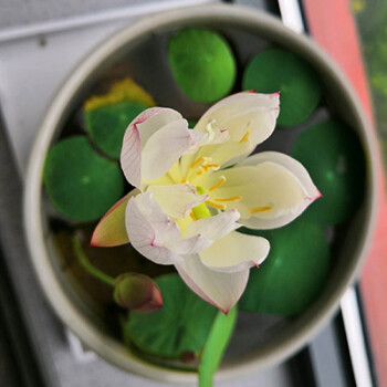 碗莲种藕种子水培植物室内花卉盆栽阳台易活纯露30粒盆土营养液肥含盆