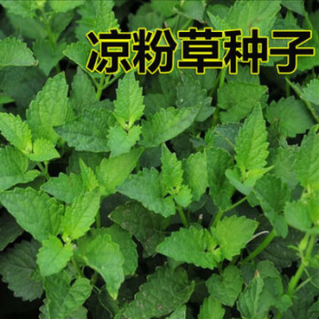 凉粉草种子特菜仙人冻仙草尖萼鱼黄草阳台蔬菜庭院四季播种种籽种子