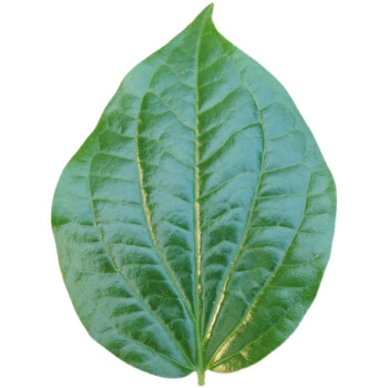 蛤蝼叶广东野菜新鲜蛤篓叶山篓叶蛤捞叶越南菜假蒌叶哈喽叶蛤蒌叶 50g