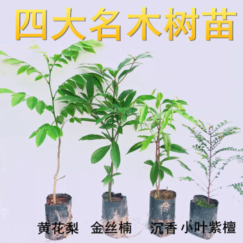 名贵苗木正宗奇楠沉香树苗小叶紫檀金丝楠木树苗海南树苗7079cm2棵