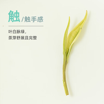 卢正浩绿茶青白白茶大罐香茶叶一级150g 雨前春茶叶罐装团购送礼袋