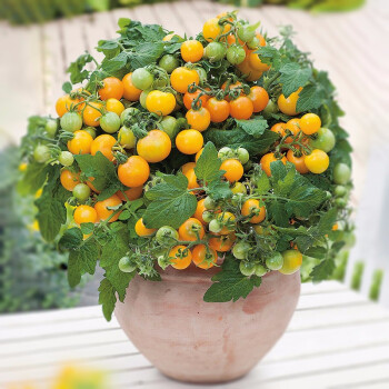 阳台种植蔬菜水果种籽【口感型】黄果矮生番茄种子30粒(10粒x3包)