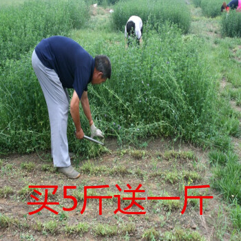 进口紫花苜蓿种子苜蓿草南方牧草种子北方多年生耐寒牛羊兔牧草籽