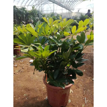 锦语新品鹅掌柴/鸭掌木/鸭脚木/七叶莲室内大型植物花卉盆栽 吸甲醛图片