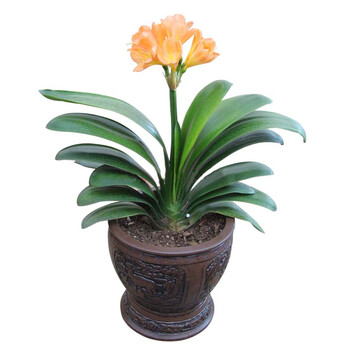 精致仙人掌金钱树发材树绿钻红掌圣诞花松柏等