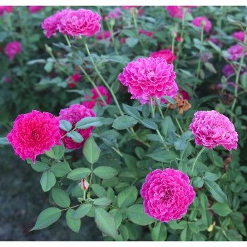 日月草药月季花浓香大花微型月季花波浪花边很特别 大苗 含盆