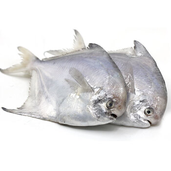 金鲳鱼是不是鲳鳊鱼图片