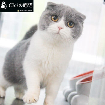 上海猫舍 cici的喵语 苏格兰折耳蓝白正八英短围脖纯种宠物猫活体幼猫