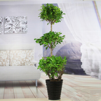 办公室内大型绿植花卉盆栽摇钱树 步步高升盆景 1.4-1.5米高带黑盆