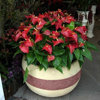 精致仙人掌金钱树发材树绿钻红掌圣诞花松柏等