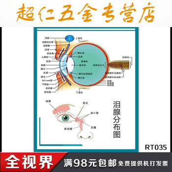 人体眼球切面解剖图泪腺分布眼部肌肉挂画人体内脏器官结构图挂图日用