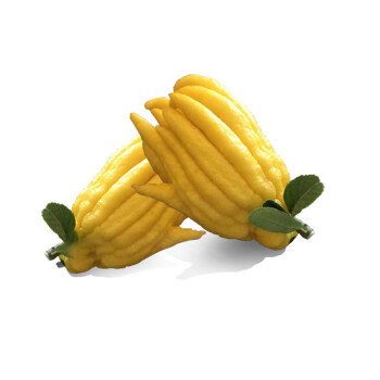 金华佛手果 佛手柑 新鲜佛手 迷你佛手小佛手柑 把玩清供500g 青果现