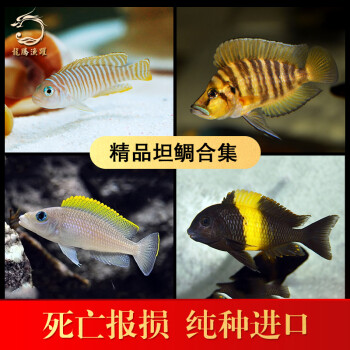 热带鱼观赏鱼水族活体三湖慈鲷坦鲷卷贝鱼蝴蝶鱼虎鱼黄金虎红宽带蝴蝶