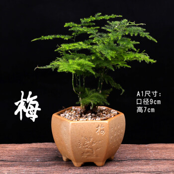 【小鲜肉】文竹盆景绿植花卉盆栽创意微景观 梅字盆