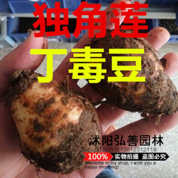 qcdd 新鲜独角莲 丁毒豆  种球 种子 育苗种子一斤