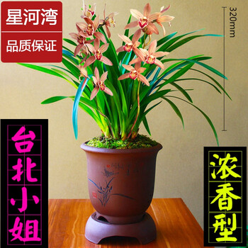云中阁浓香型兰花苗【紫月荷】建兰四季兰矮种金边线艺兰花盆栽花卉