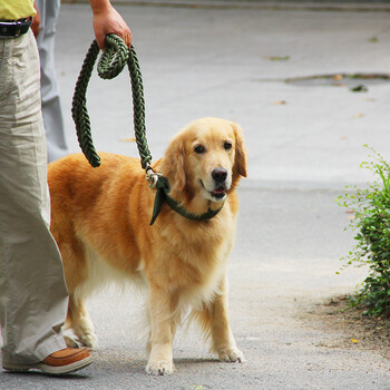 宠物牵引绳 中大型犬项圈牵引带套装 哈士奇金毛萨摩狼狗藏獒颈圈 牵引狗链子 军绿色 XL 号【图片 价格 品牌 报价】-京东