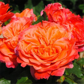 【预售】法国洛特灌木月季(玫瑰)艾米里吉洛6l盆栽苗