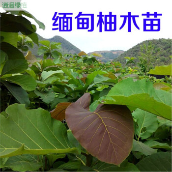 逍遥柚木苗 缅甸柚木苗 金丝柚木苗 柚木木苗 大苗地径1.
