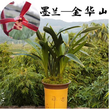 相识缘 墨兰花苗 墨兰花盆栽花卉绿植 花芽多异 常浓香的兰花 赏叶