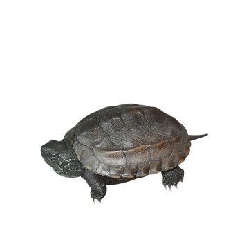 草龟 体宠物龟外塘红耳龟淡水彩龟观赏乌龟小乌龟苗活体 易养 草龟2