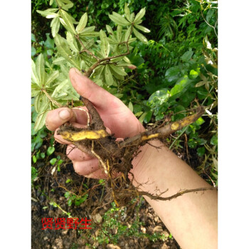 花姬园林 买5送1 野生植物盆栽 刺黄连 三颗针 中药材树苗室内外种植