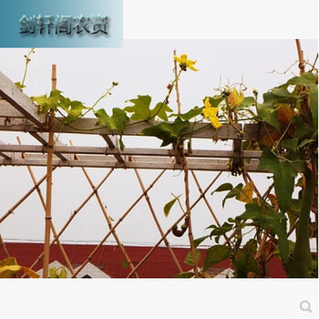 仰龙湾福美事发洛凌市下(seesa)立锦佳养蜂(jiashifa)春枝韵农鲸鱼和老头什么电影图片