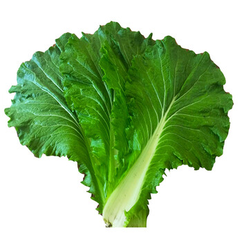 东北大白菜叶20片 新鲜蔬菜打饭包白菜叶 蘸酱绿白菜图片