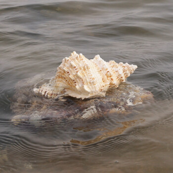 海贝海天然海螺贝壳 天然金口蛙螺 天然家庭摆饰品 家居装饰海洋风摆件