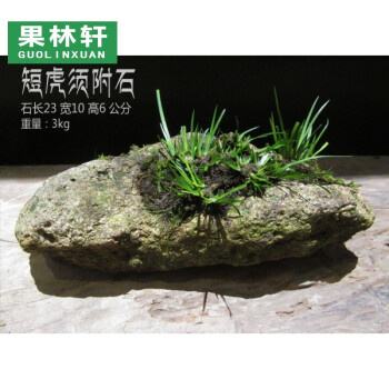 果林轩附石菖蒲 虎须菖蒲龙须香蒲水菖蒲石菖蒲野生 禅意盆景 大石头